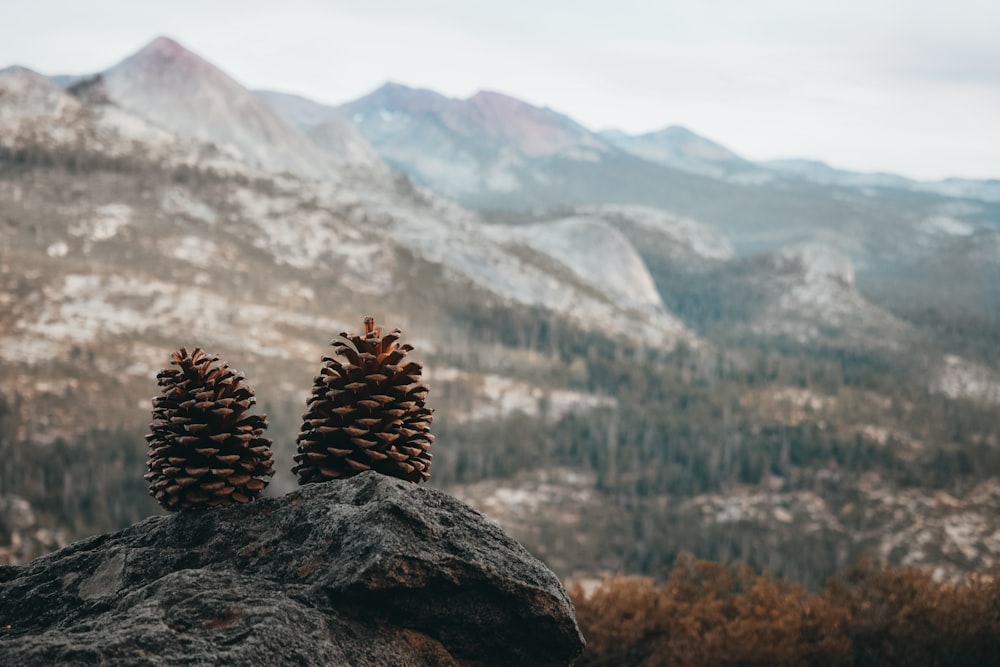 brown pine cone on brown rock