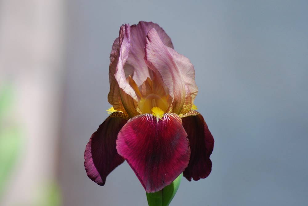 pink and yellow flower in tilt shift lens