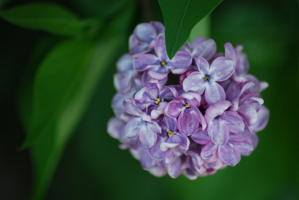 purple and white flower in macro shot