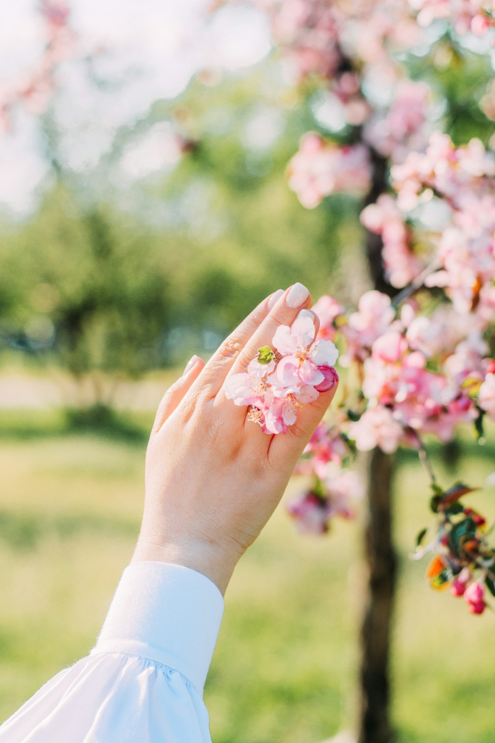 person holding pink flower during daytime