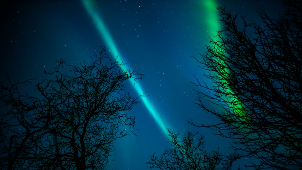 Aurora ribbon threading between bare late-winter birch trees outside Tromsø