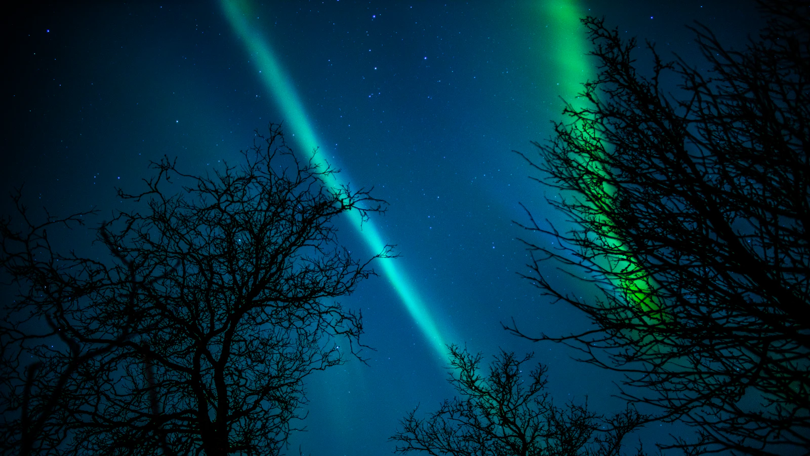 Aurora ribbon threading between bare late-winter birch trees outside Tromsø