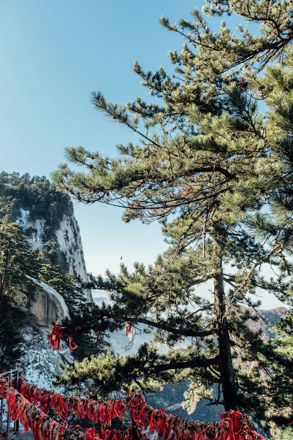 green trees on mountain during daytime