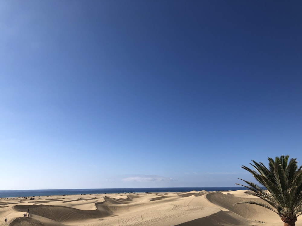 green plant on brown sand under blue sky during daytime