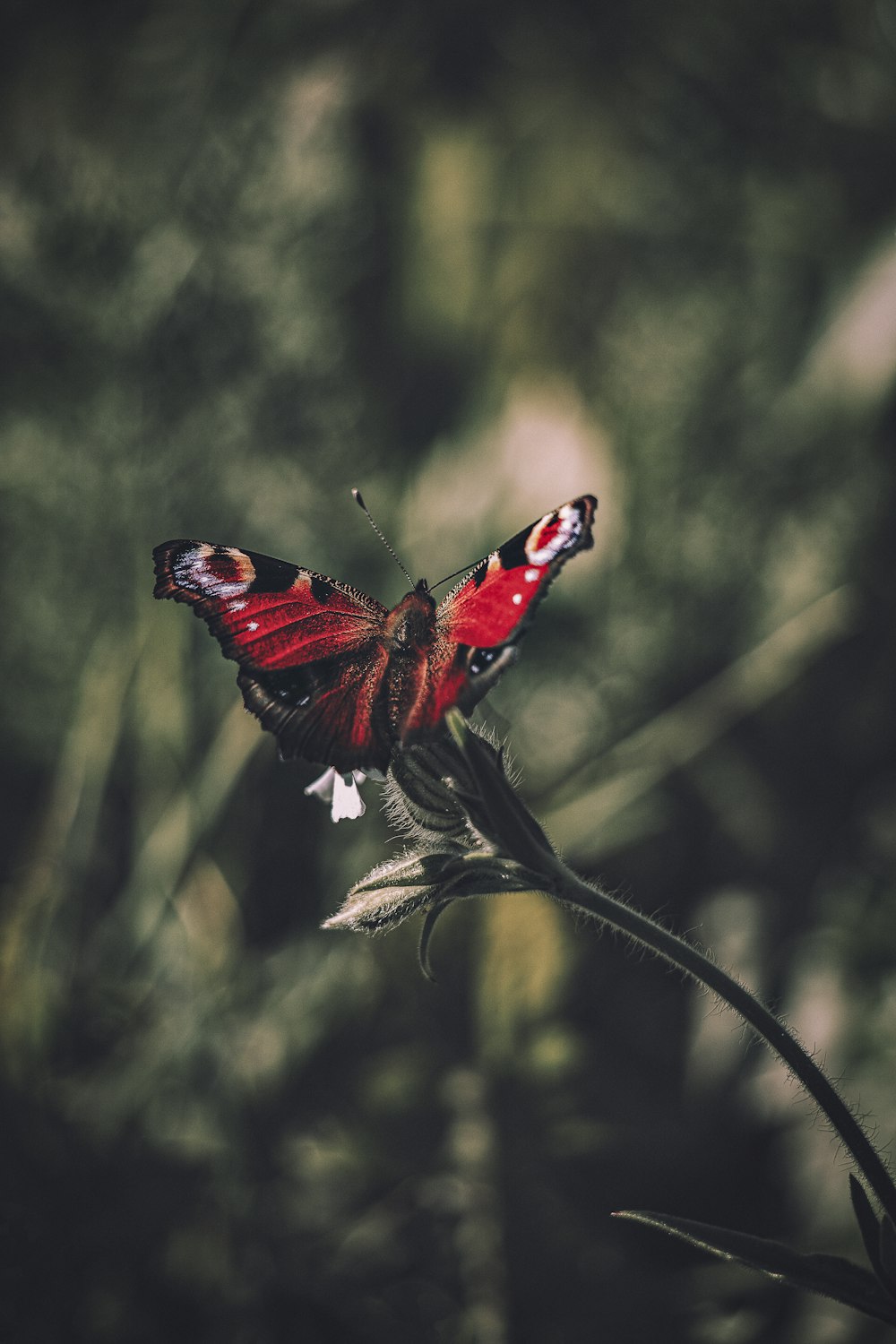 red black and white butterfly perched on green plant