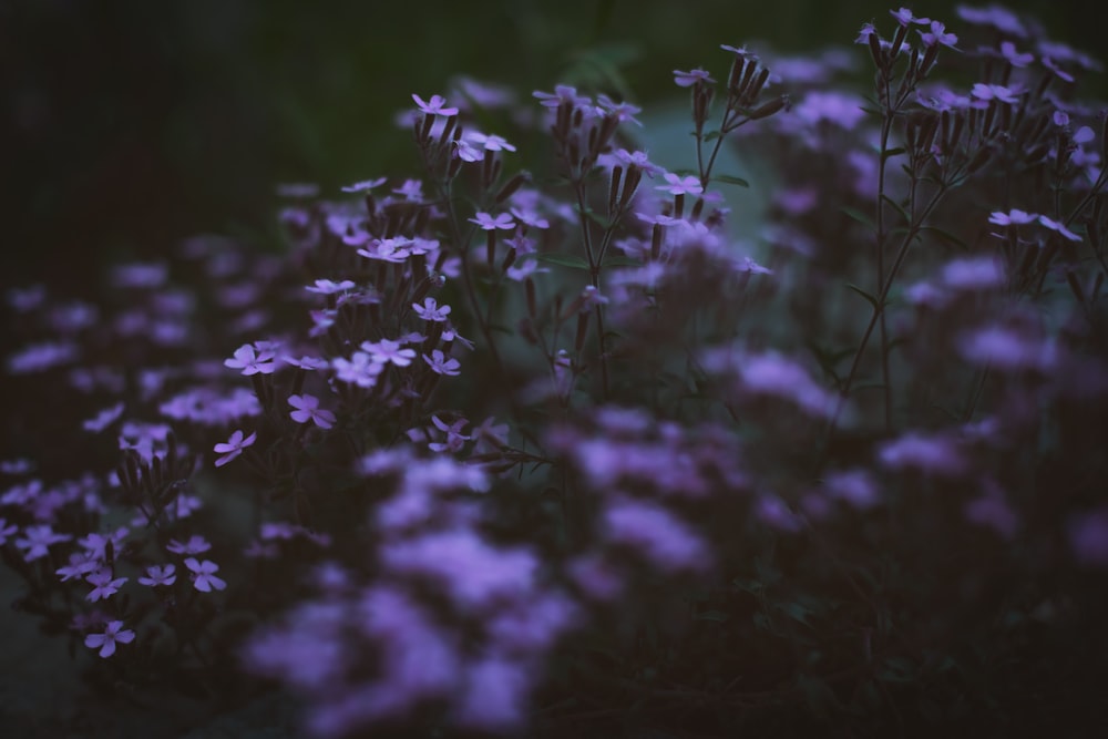 purple flowers with green leaves