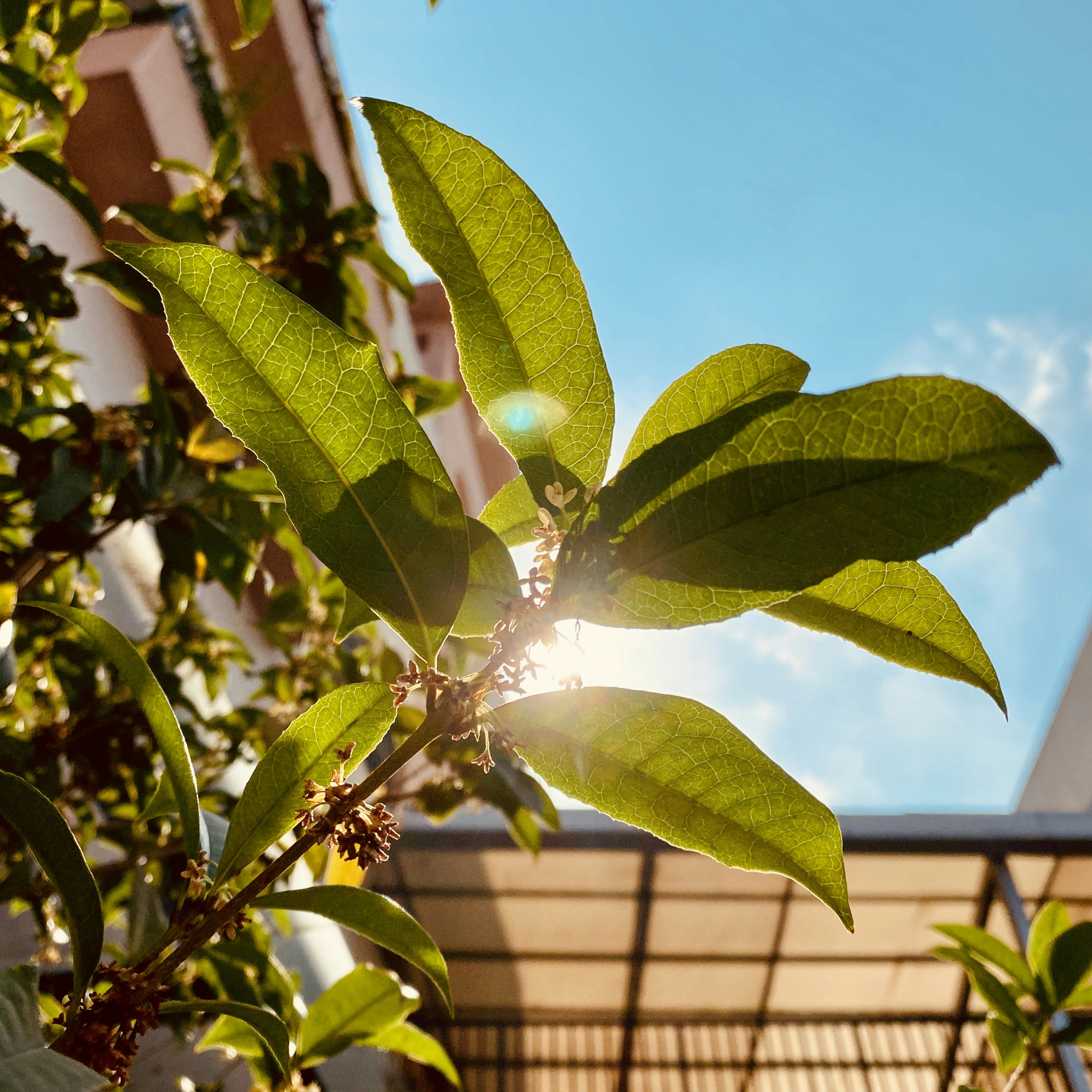 grüne Blätter unter blauem Himmel tagsüber