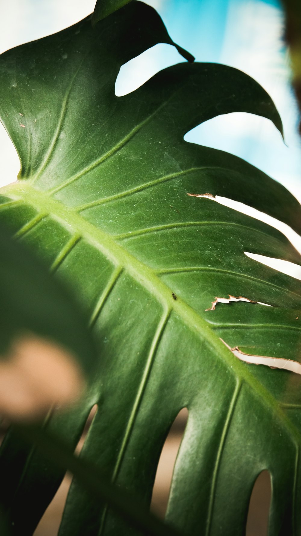 green leaf in close up photography