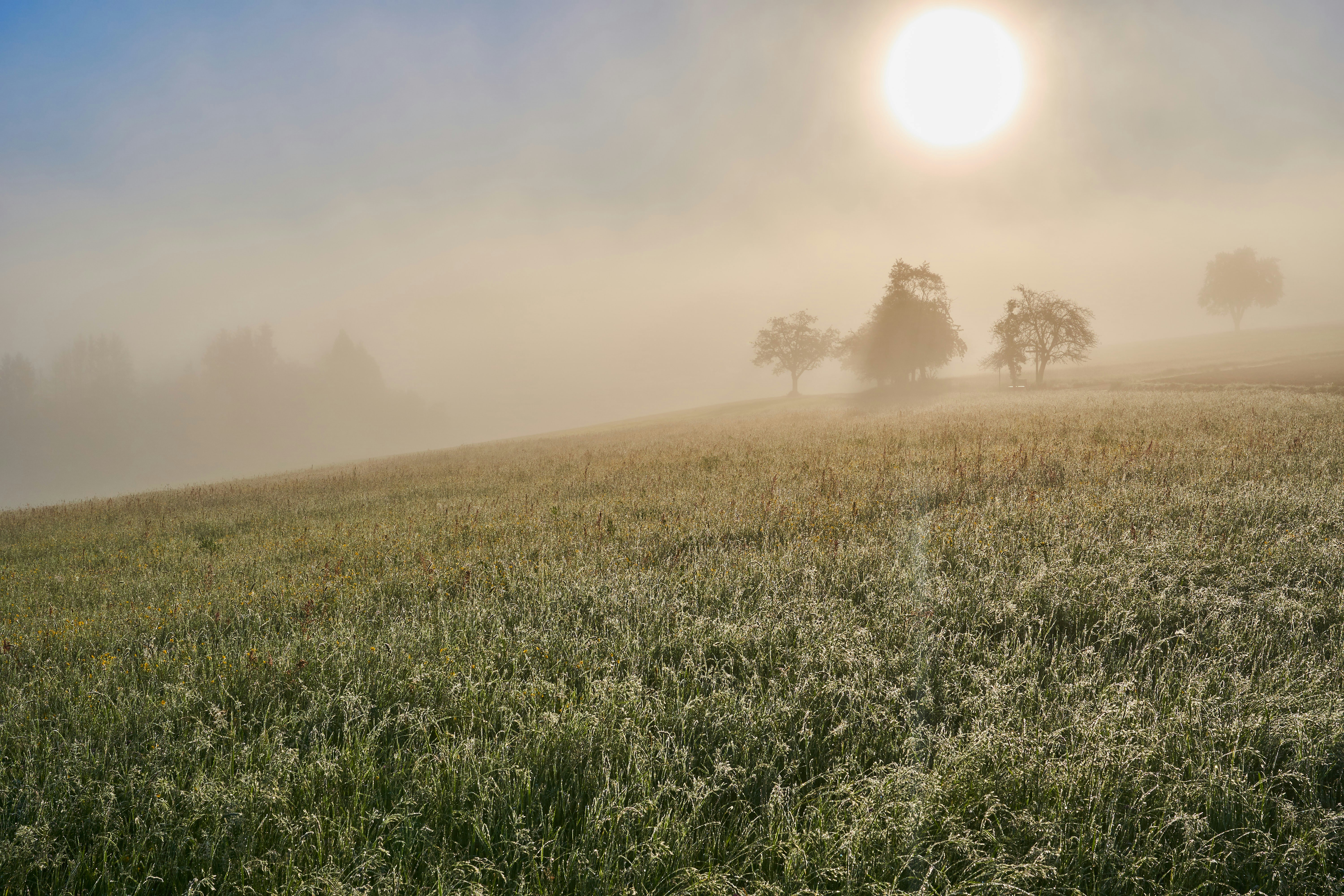 Photo by wolfgang_hasselmann