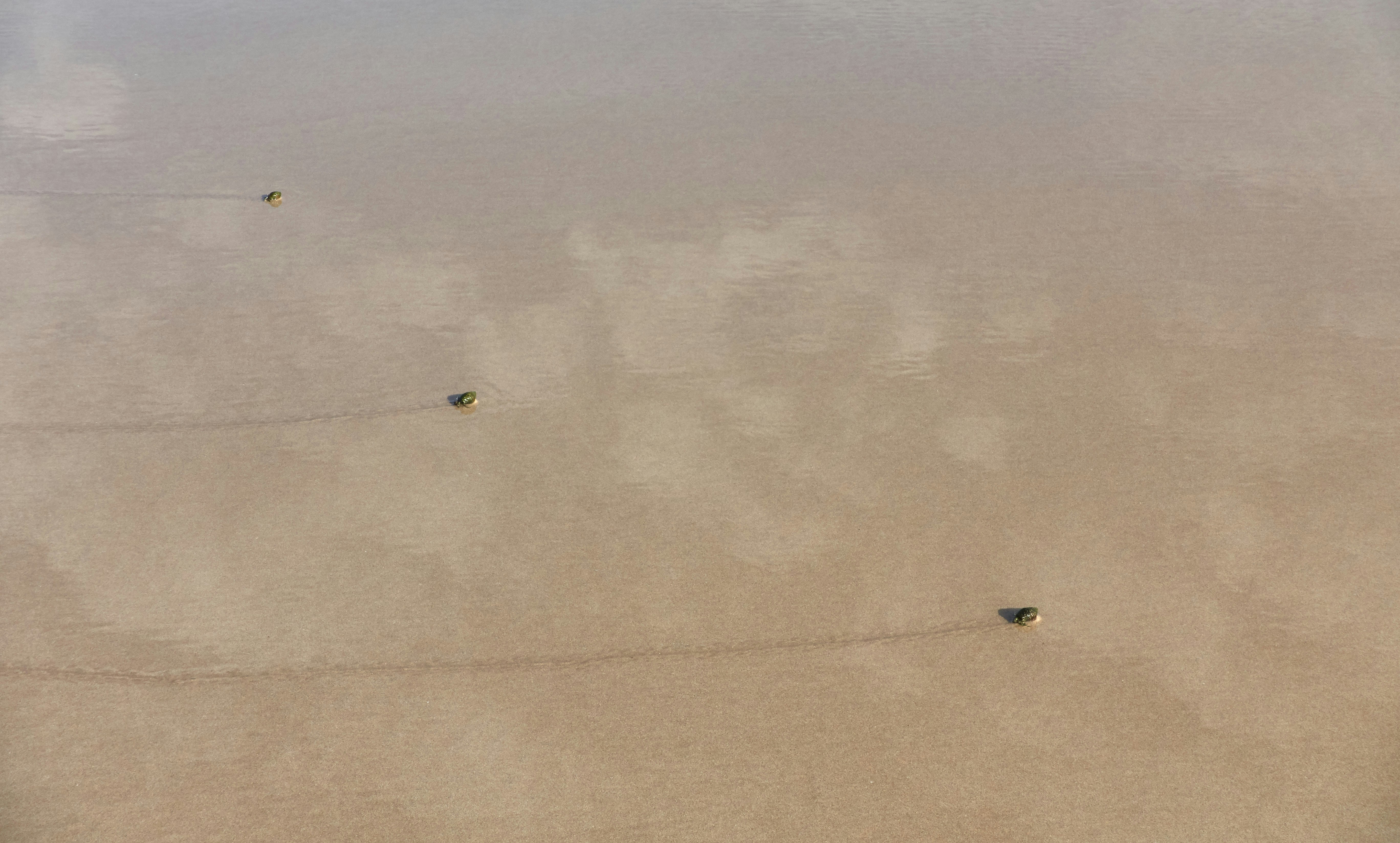 "HYDRAPOL" Roland Trojan