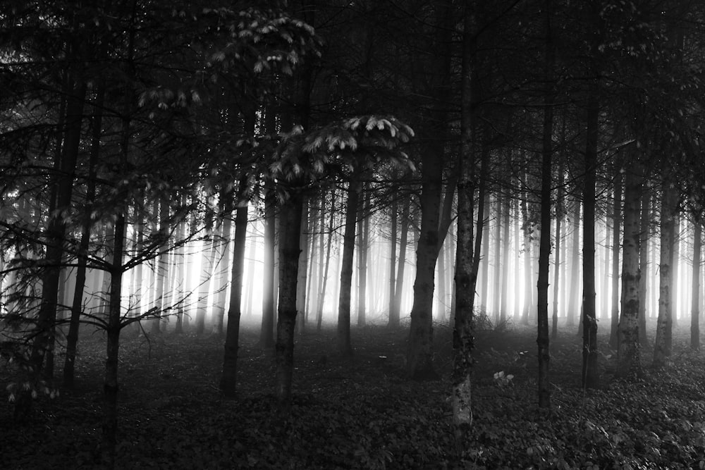 foto em tons de cinza de árvores na floresta