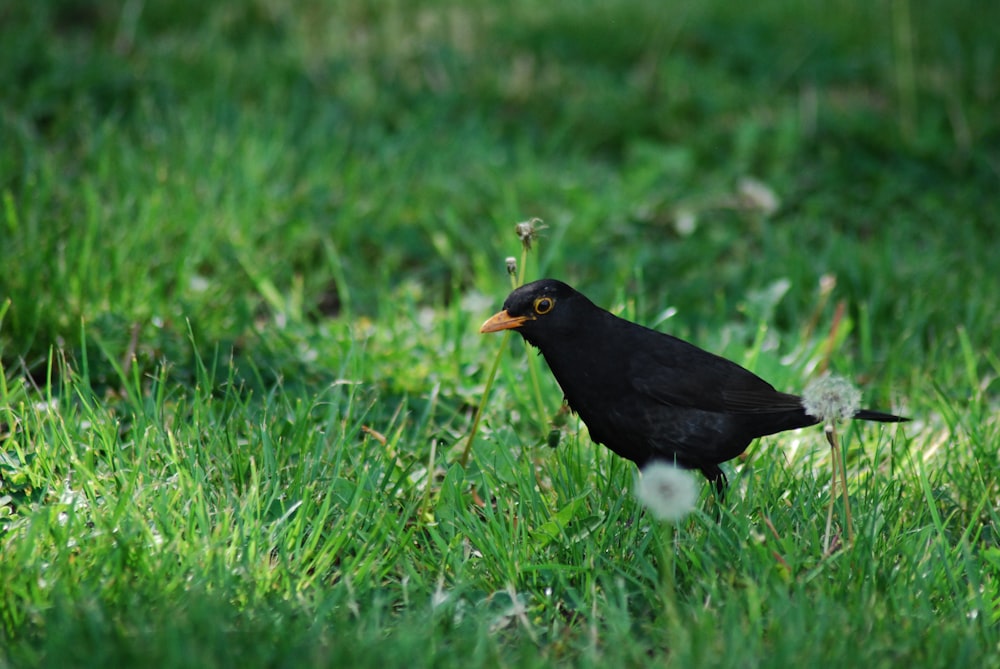 black bird on green grass during daytime