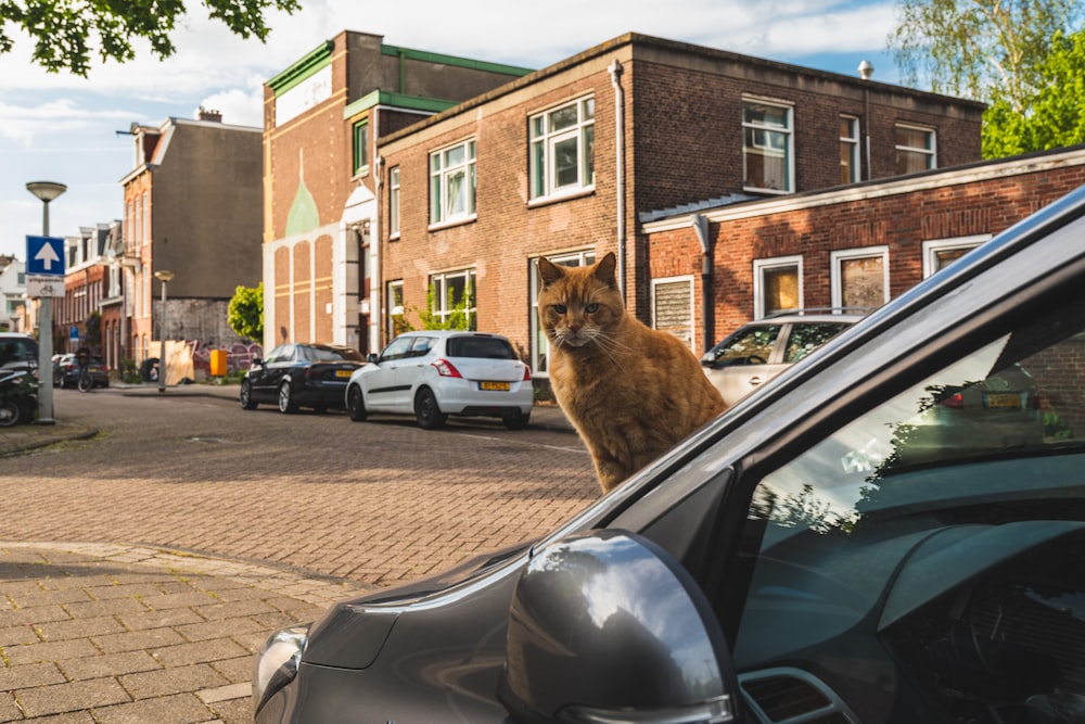 brown tabby cat on car