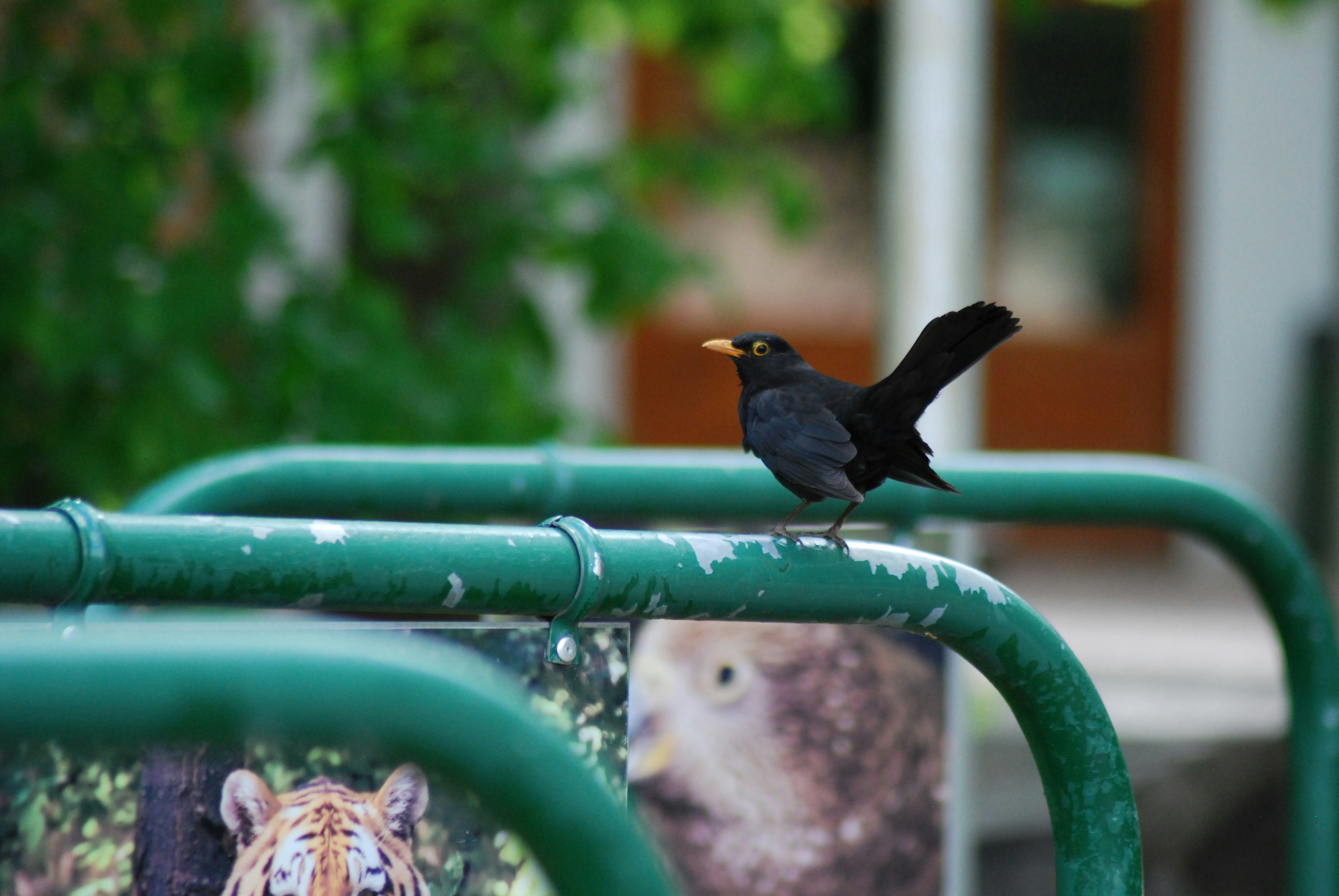 black bird on green metal fence during daytime