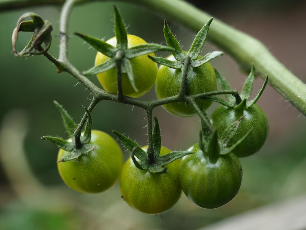 green fruit on gray metal fence