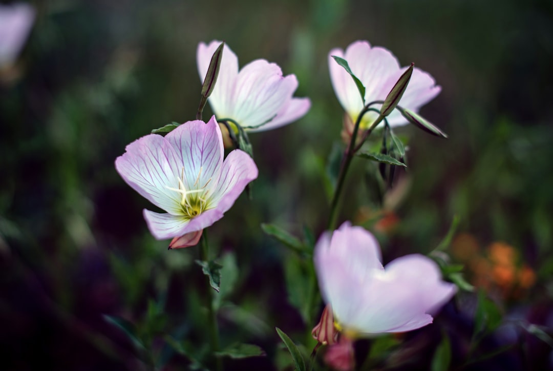 purple and white flower in tilt shift lens