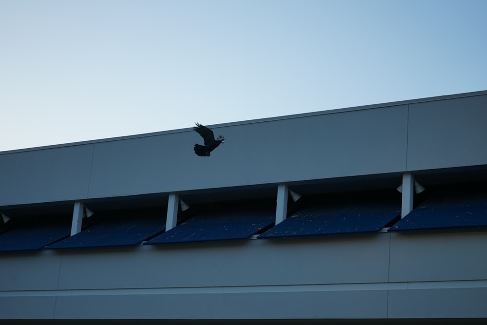black bird flying on top of white building