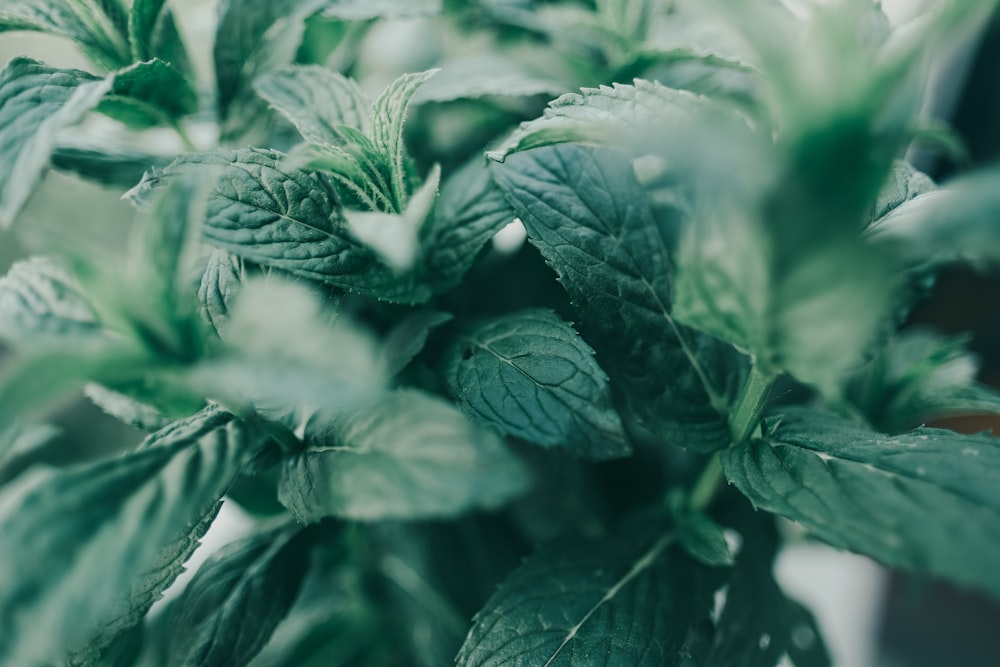 green leaf plant in close up photography