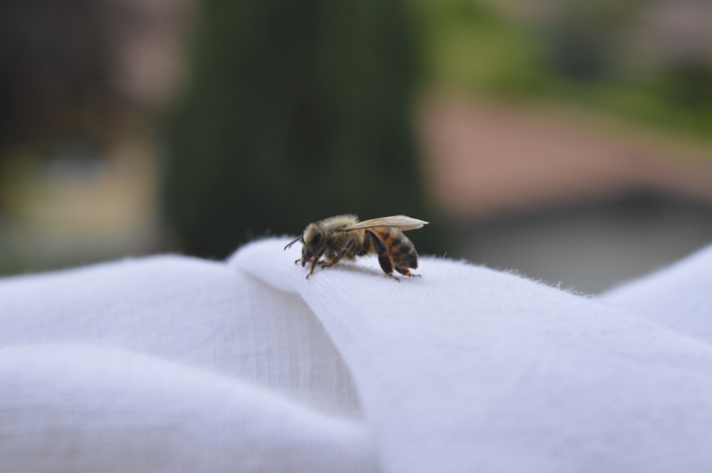 black and brown bee on white textile