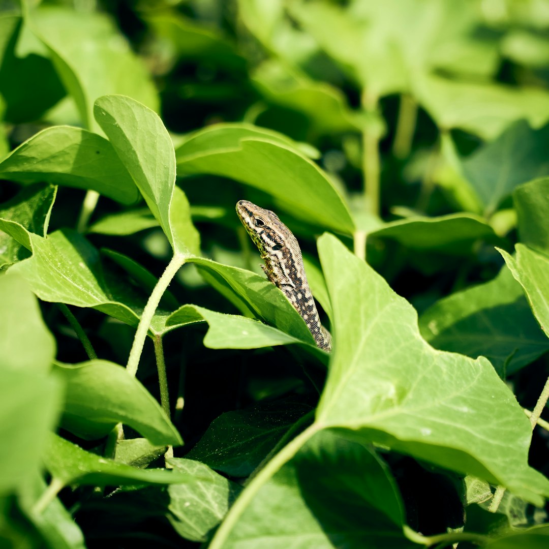 black and white butterfly on green leaf plant