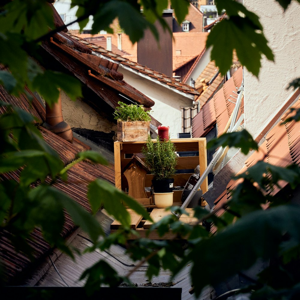 green plants beside white concrete building during daytime