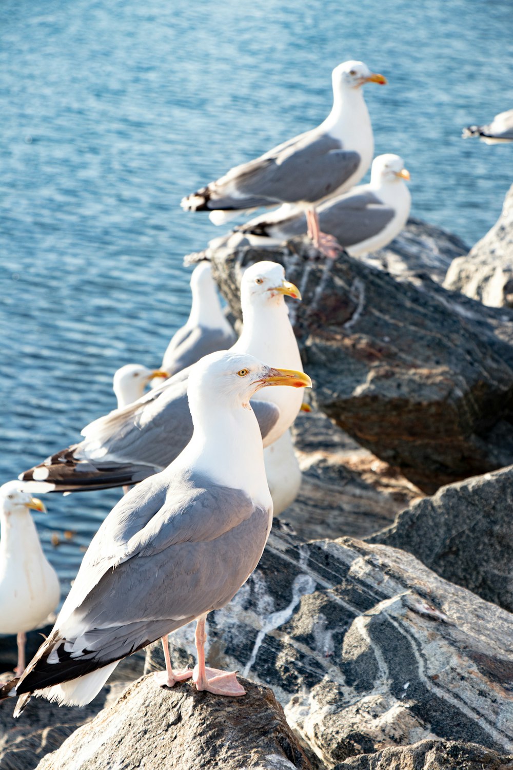 white and gray bird on gray rock near body of water during daytime