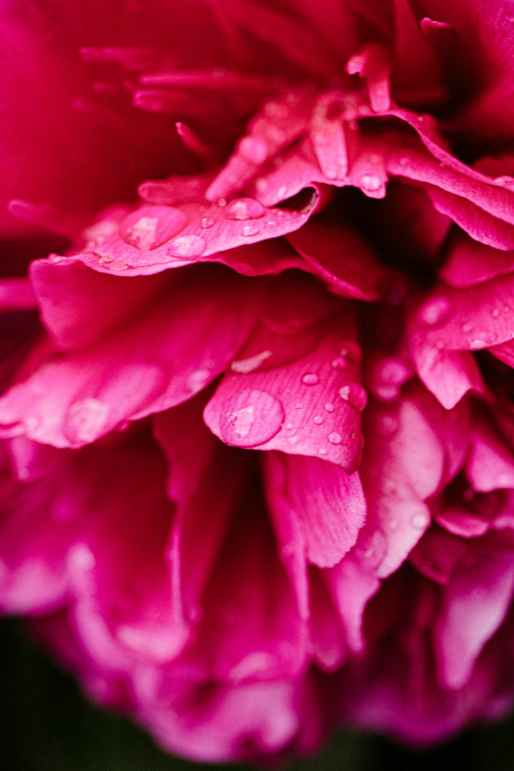 flor cor-de-rosa na fotografia macro
