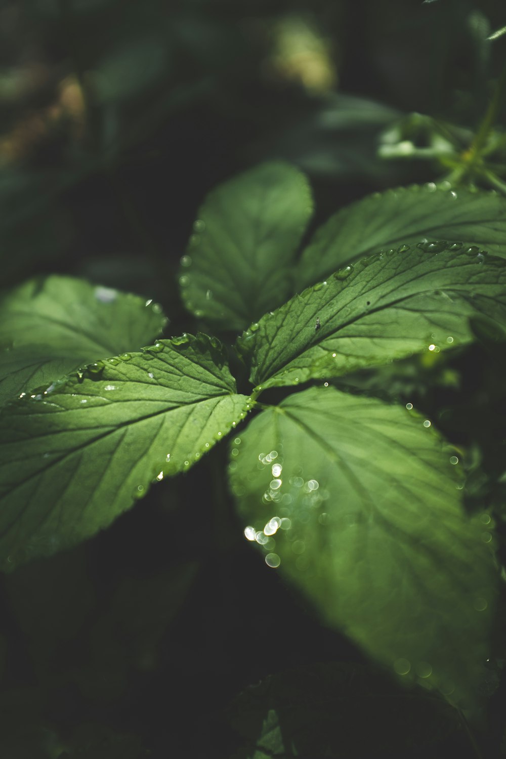 water droplets on green leaf