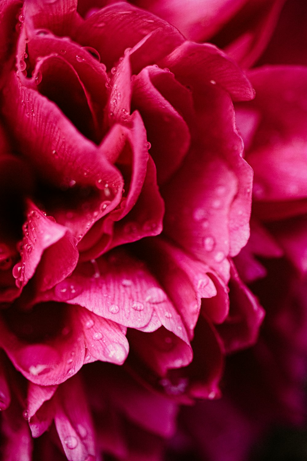 pink rose in bloom macro photo