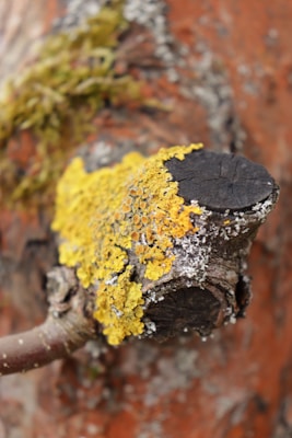 A close-up view of a tree branch covered in bright yellow lichen, with a textured bark background. The vibrant yellow contrasts with the dark, weathered wood and patches of white lichen or moss. The blurred background gives a sense of depth and natural environment.