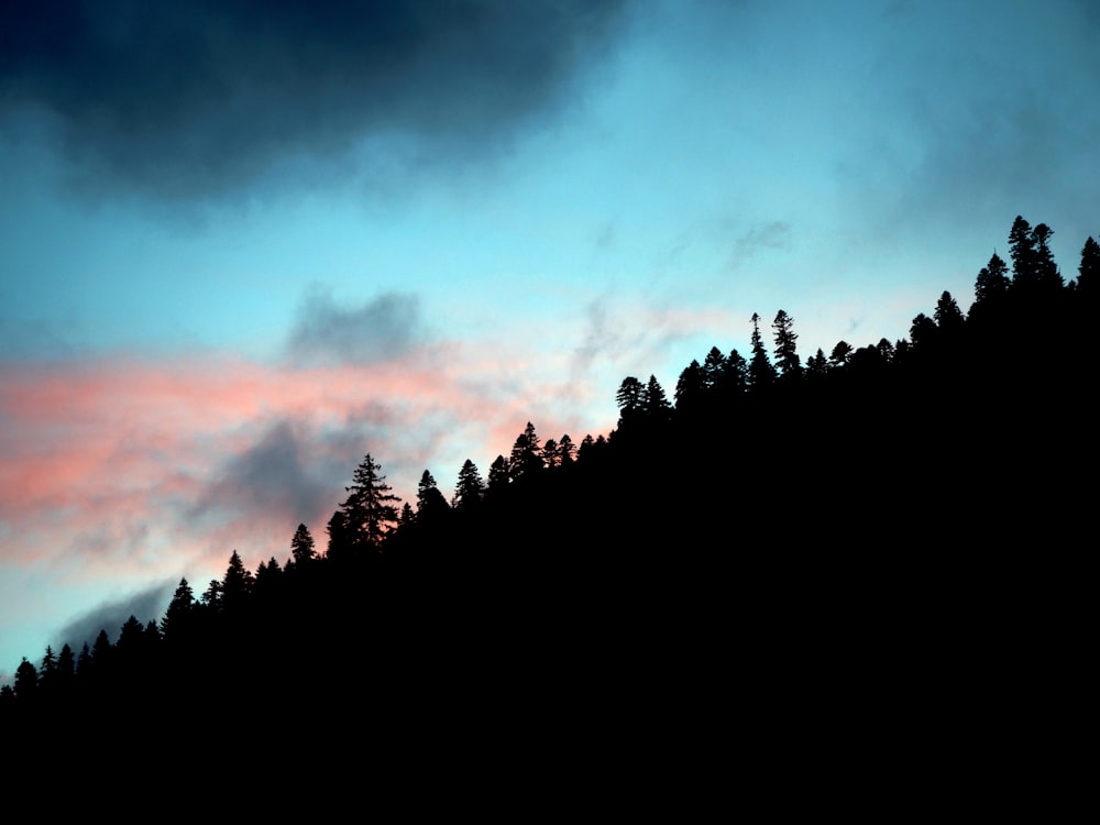 silhouette of trees under blue sky