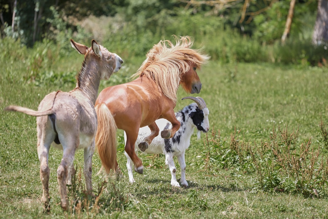 brown and white horses on green grass field during daytime