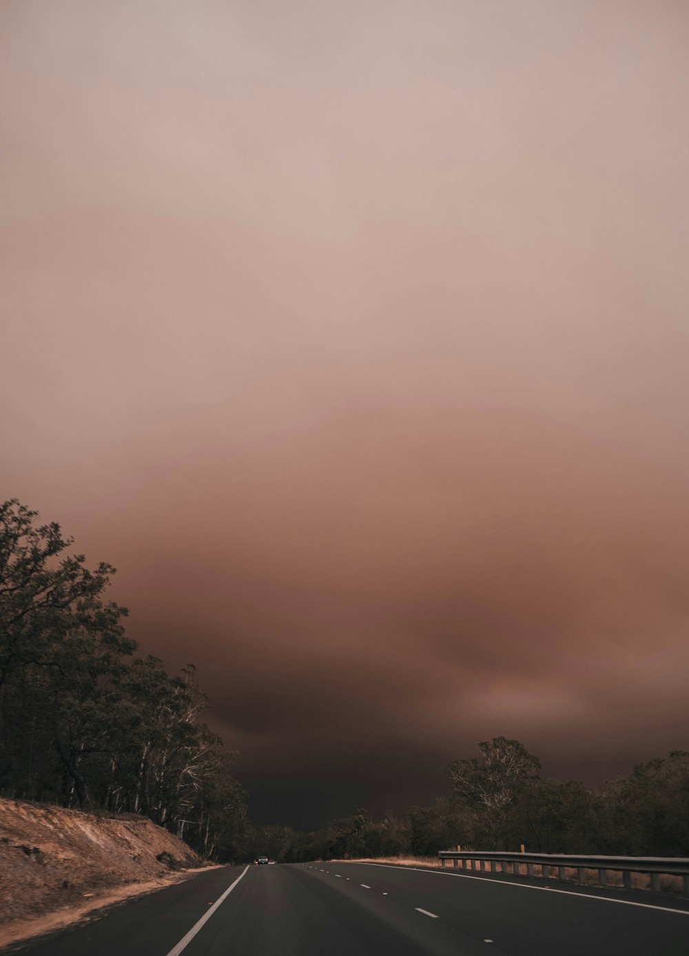 green trees under gray sky