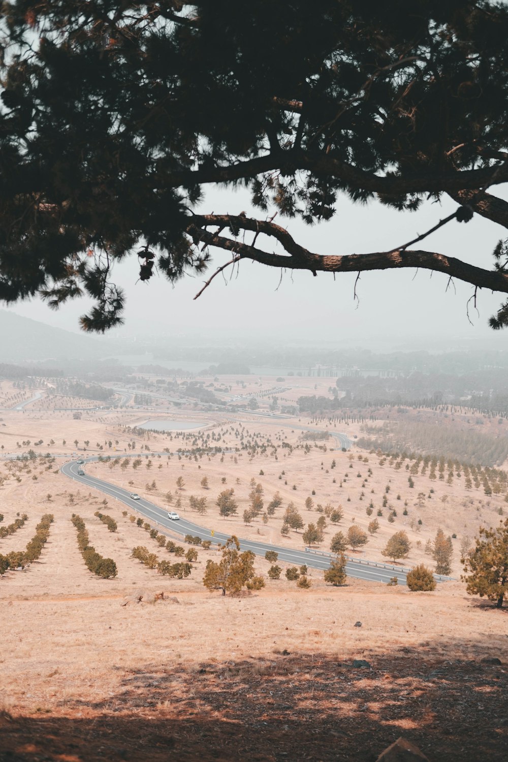 brown sand and green trees during daytime