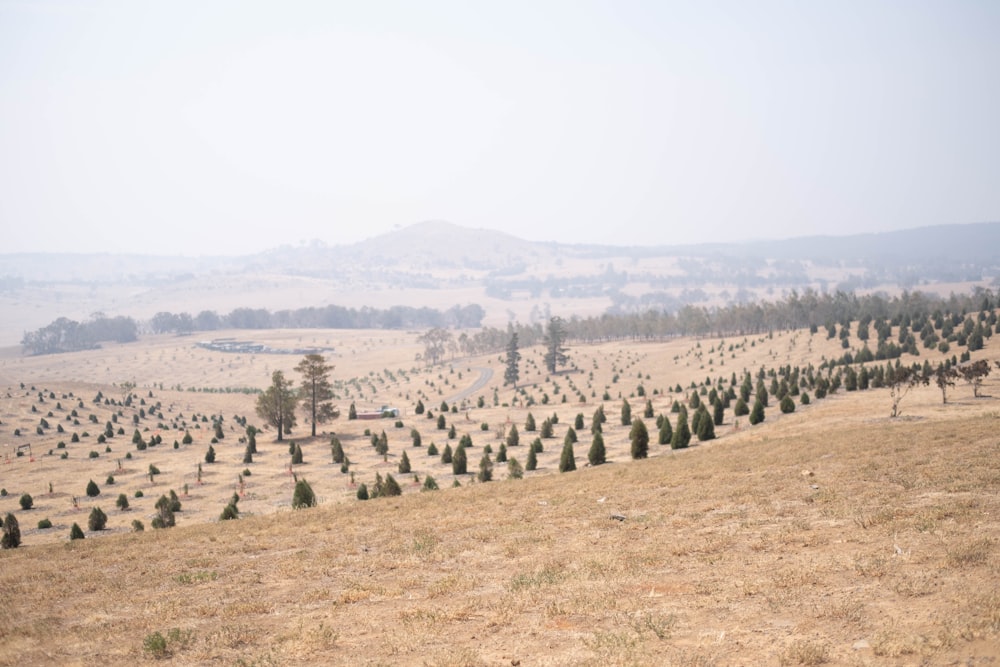 green grass field with trees during daytime