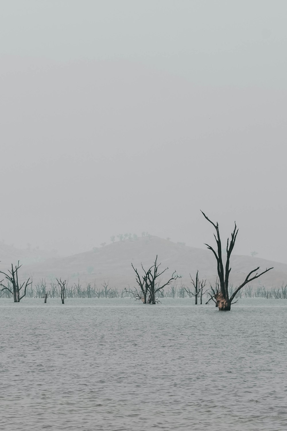 green trees on body of water during daytime