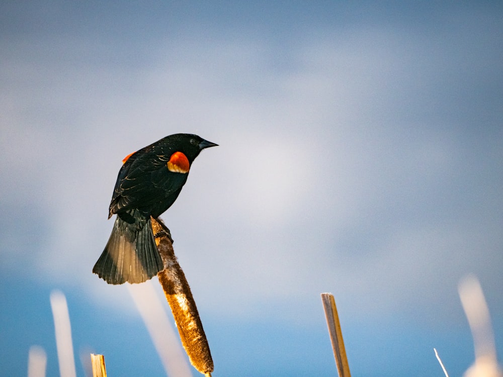 black bird perched on brown wooden stick