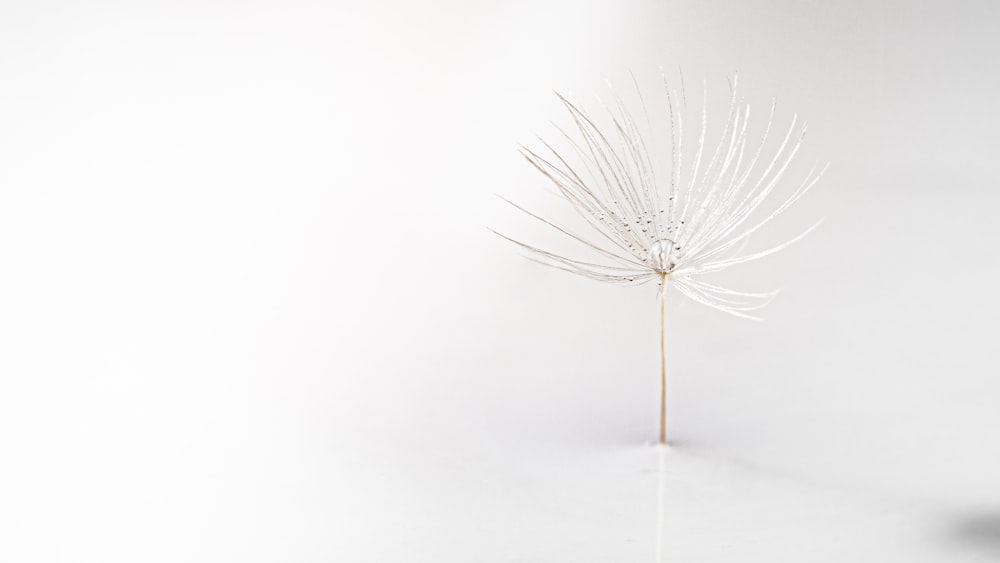 white dandelion on white surface