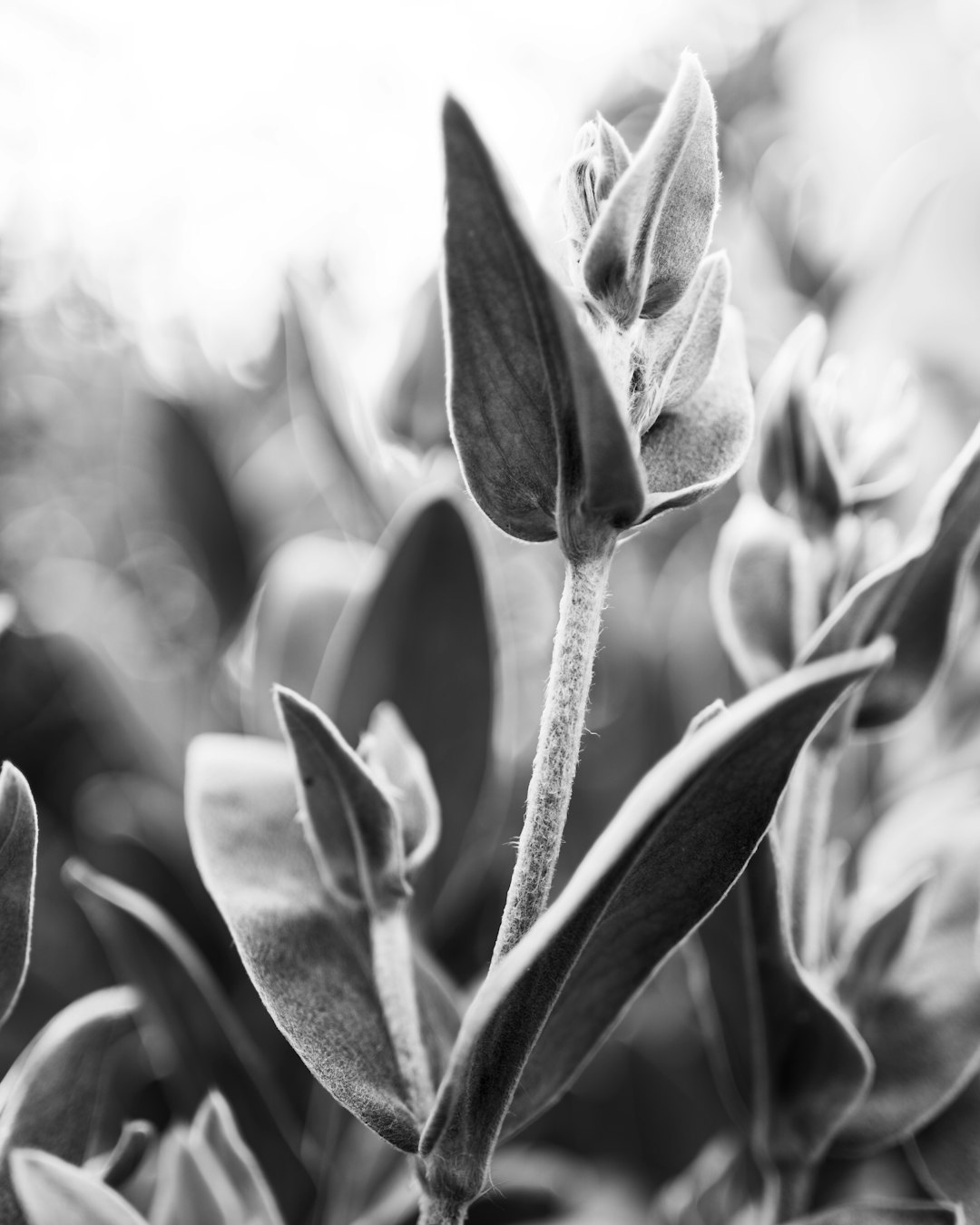 grayscale photo of plant during daytime