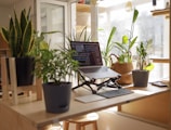A wooden desk is adorned with multiple green potted plants, creating a lush, natural atmosphere. A laptop is elevated on a stand, surrounded by a keyboard and mouse, indicating a workspace setup. Soft sunlight filters through a large window, illuminating the room and casting gentle shadows.