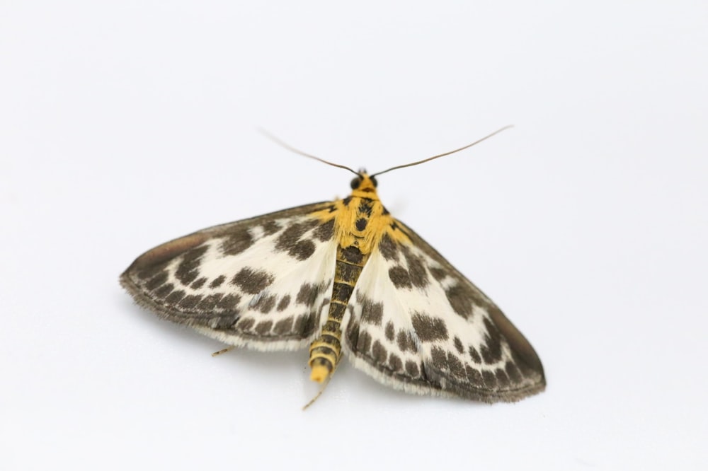 black and white butterfly on white background