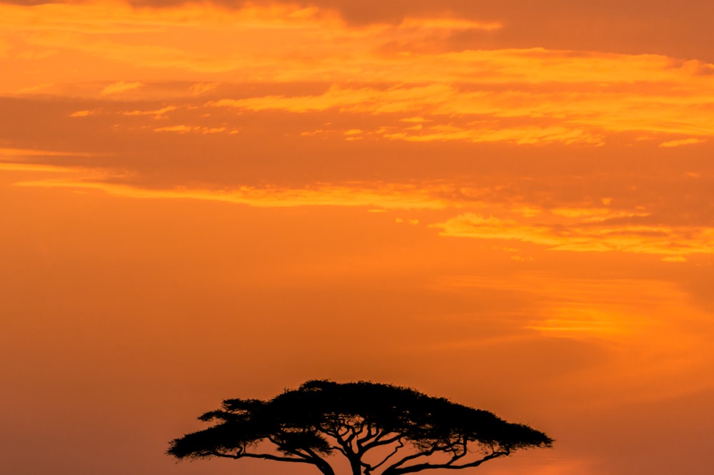 silhouette of tree during sunset