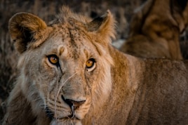Close-up of a lion's intense gaze with detailed mane flowing in the wind.