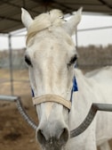 A close-up of a horse in the breeding area.