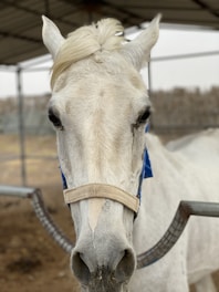 A veterinarian examining a horse in a clinic.