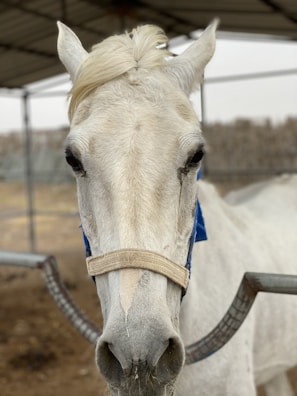 A close-up of a horse in the breeding area.