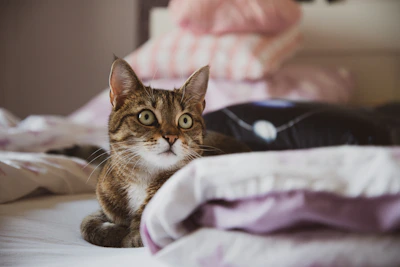 brown tabby cat on blue and white textile