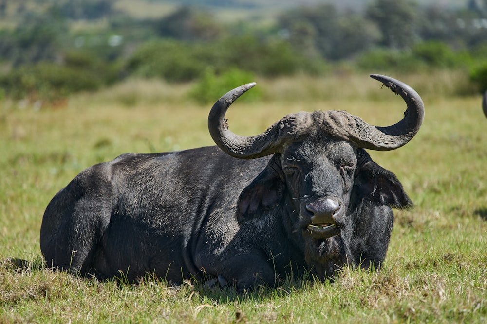 black water buffalo on green grass field during daytime photo – Free Buffalo Image on