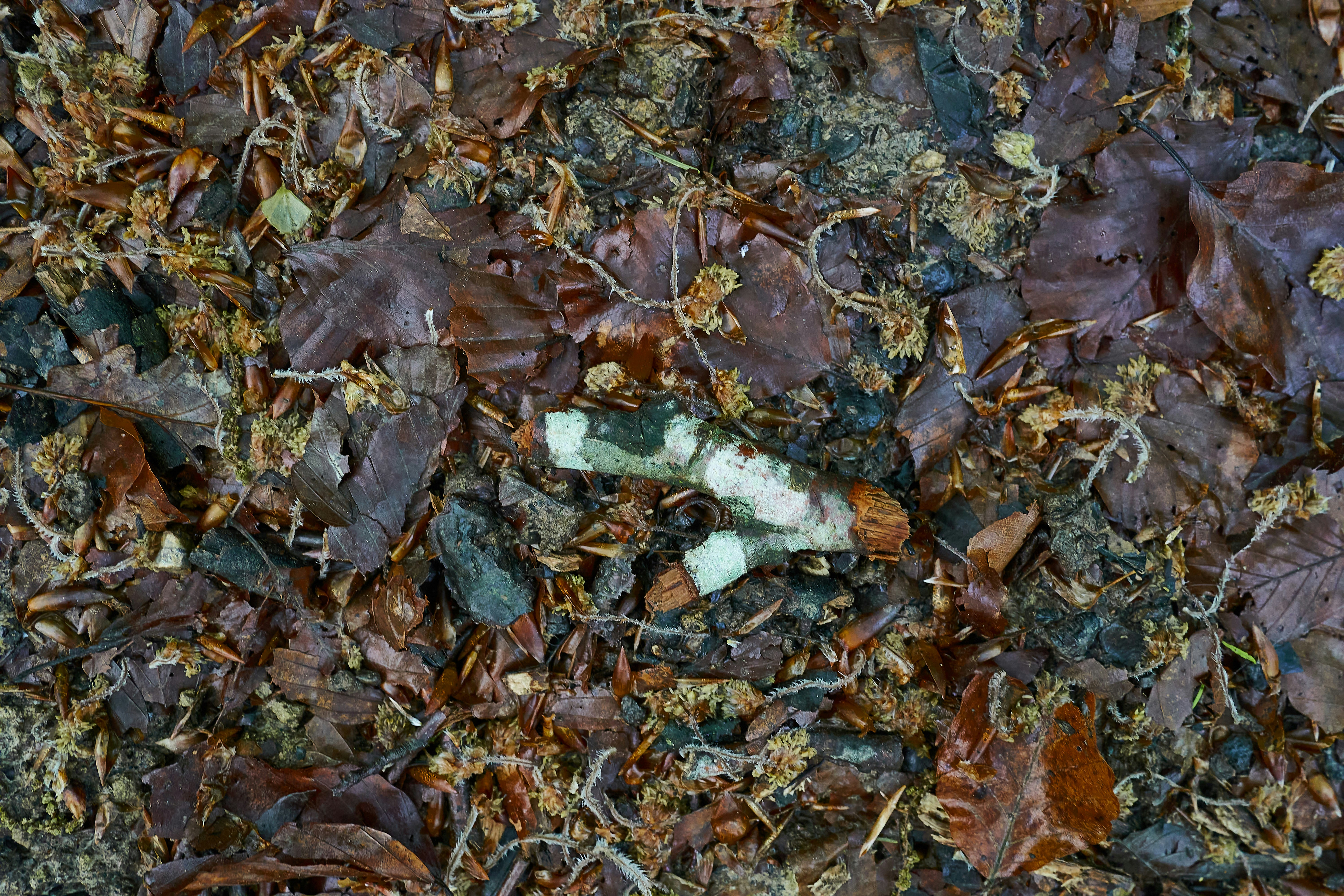 Photo by wolfgang_hasselmann