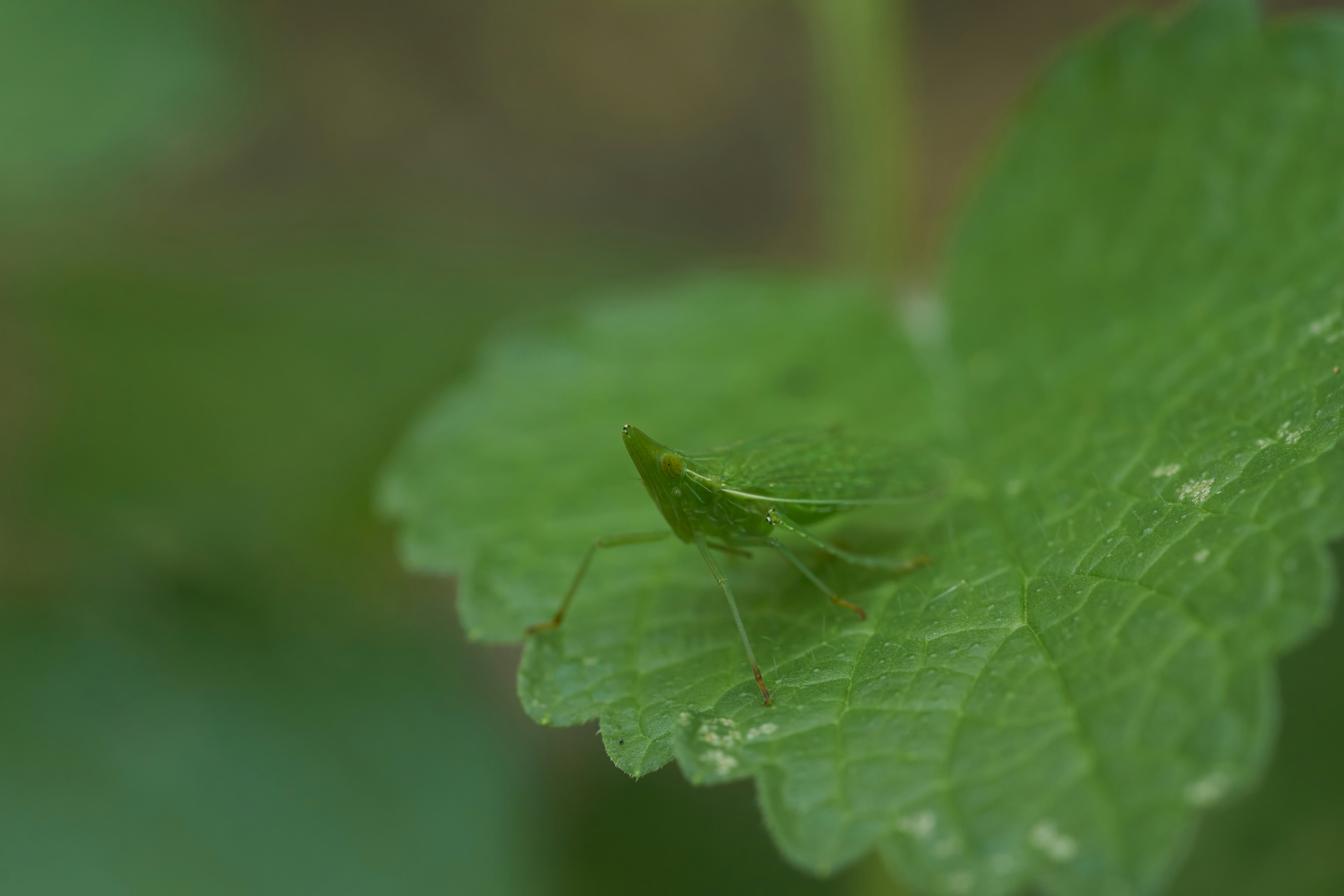 Photo by wolfgang_hasselmann